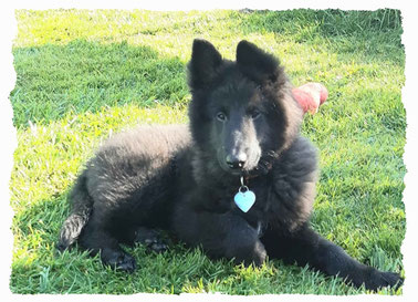 Chiot Patou à l'école pour chiots à Dax