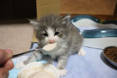 ノルウェージャンフォレストキャット　子猫