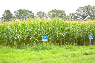 Auf dem Lande werden immer größere  Monofelder mit Mais angebaut.
