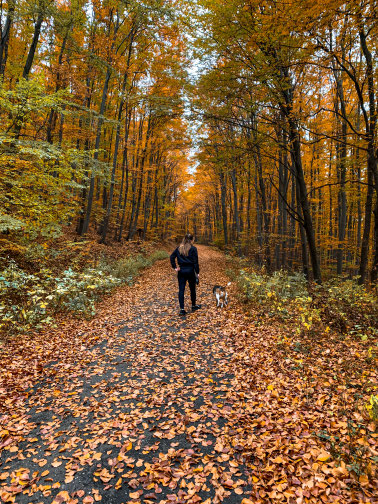 Beagle und Frau im Wald