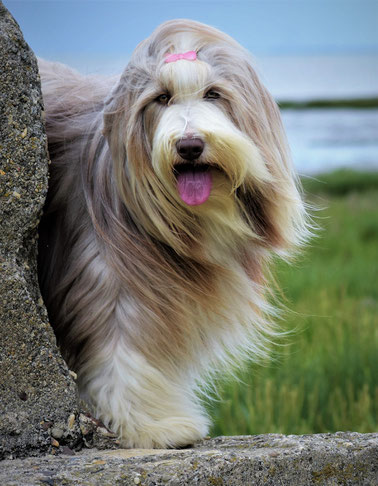 Bearded Collie Toffee, braune  Beardie Hündin  Sparkling Miracle Beardies