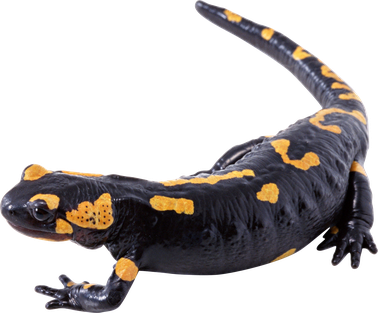 Image animaux detourée transparent sur fond blanc salamandre tachetée png