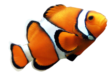 Image animaux detourée transparent sur fond blanc poisson clown png