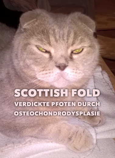 Smoky, 6jähriger Scottish Fold Kater mit verdickten Pfoten durOsteochondrodsplasie