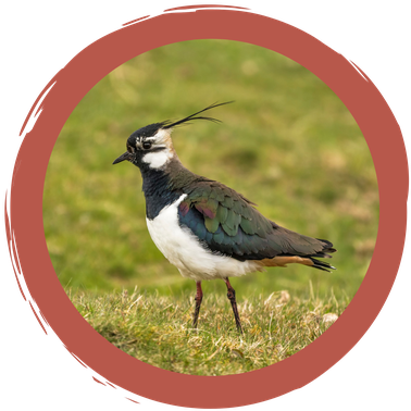 Memo-Spiel Wiesenbrüter