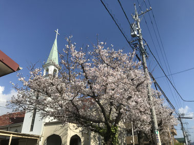 ２０２０年の桜