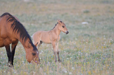 Young Ojai and her mother Washakie - Photo credit : Wyoman Photography