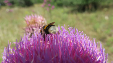 Petra  Bosshard-Zwerenz - Biene auf lila Blüte, Foto 2018-06
