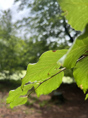 In der Waldtherapie Rissen Hamburg wird die Atmosphäre des Waldes mit in den psychotherapeutischen Prozess mit eingebunden.