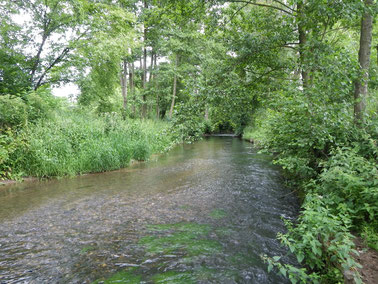 La Béthune à Neufchâtel-en-Bray