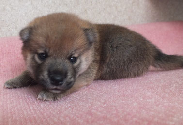 さくらの子犬　赤柴オスの画像