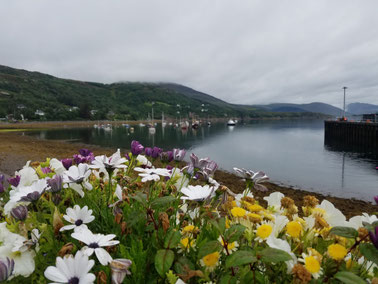 Bunte Blumen im trüben Wetter von Ullapool