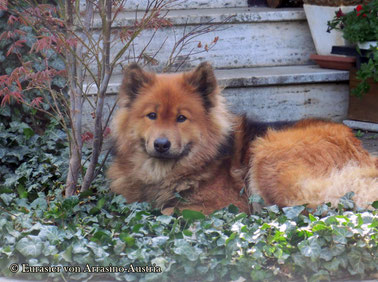 Ronja im Herbst 2017
