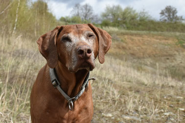 Junghundekurs, Hundetraining, Hundeschule, Butzbach, World of Dogs
