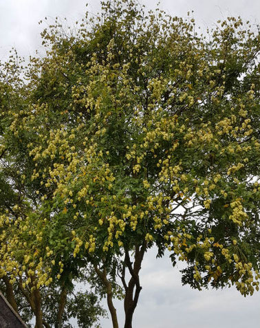 ornamental ash oudolf
