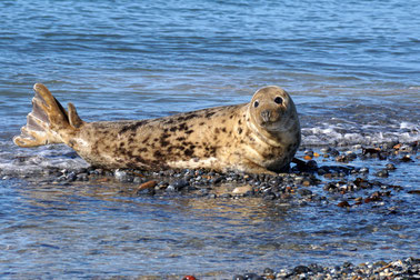 Seehund, Selkie