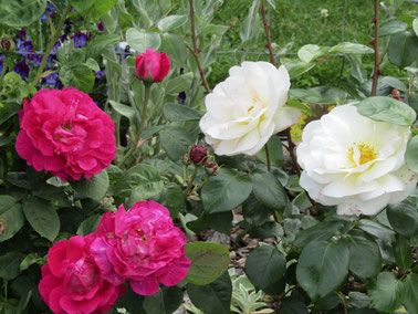 Early summer garden 2016. Nov. Roses