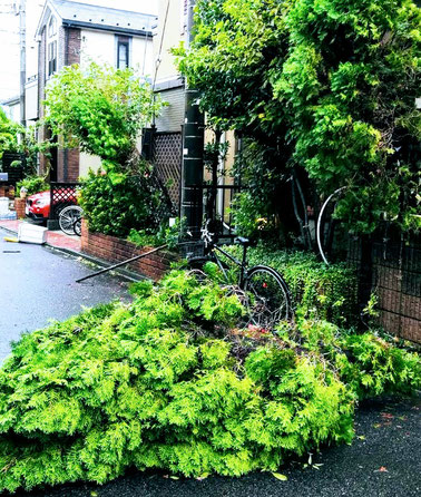 台風で倒れた木
