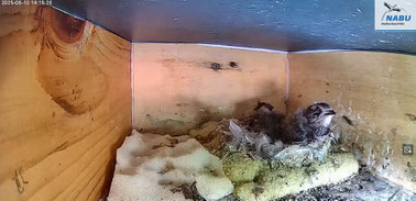 Jungvögel in Nistkasten 1 mit sichtbaren Kehlfleck