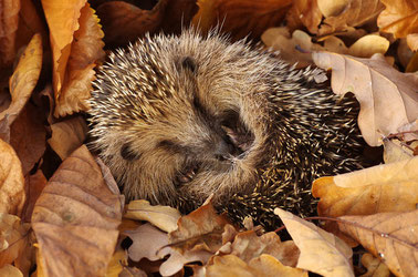 Igel Igelfindlinge NABU Düren