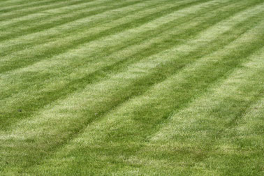 Die Vögel im eigenen Garten - NABU Kreisverband Düren e.V.