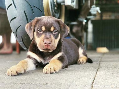 Vizsladorhündin Bella mit 10 Wochen