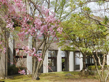 当日は残念ながら2日間とも雨…(写真は2016年4月に撮影)