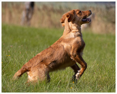 Aila beim Training