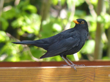 Mantra- Heillieder- Schamanischer Kreis - Singen- Hamburg-Altona - Amsel - Krafttier