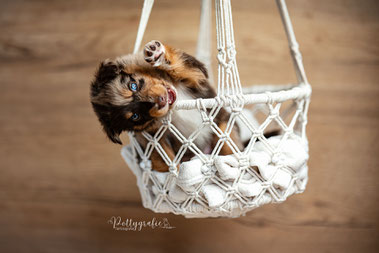 Wurf Welpen Aussie Australian Shepherd Jar Labertal