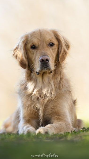 qrmasterphotos photographe canin et equin seance photo contact