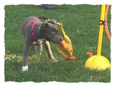 Chiot Américan Staffordshire Terrier à l'école pour chiots à Dax