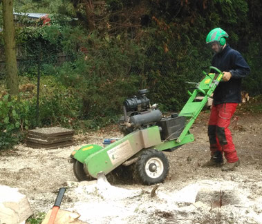 Sieht größer aus als sie ist - Mit der Fräsmaschine können wir auch nach einer Baumfällung im Privatgarten effektiv arbeiten. (Hier beim Einsatz in Köln)