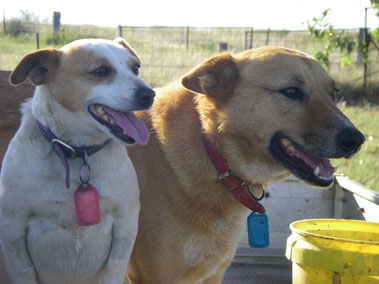 Happy dogs in back of the farm ute.