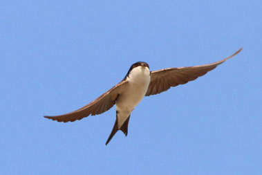 Foto: Frank Beisheim/NABU-naturgucker.de