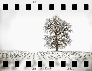 Baum im Nebel