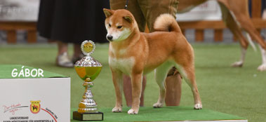 Shiba Dog Show Varazdin Kroatien