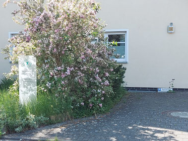 Foto: Patientenparkplatz mit Praxisschild und Hinweisparkschild neben einer großen Weigelie