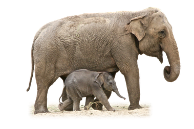 elephant et son petit png pour illustration ecole