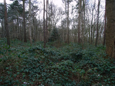 Yorkswood viewed from near the present Scout hut at Kingshurst