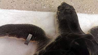 Image: http://www.houstonzoo.org/