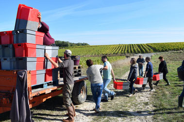experience-hand-harvest-workshop-Loire-Valley-Vouvray