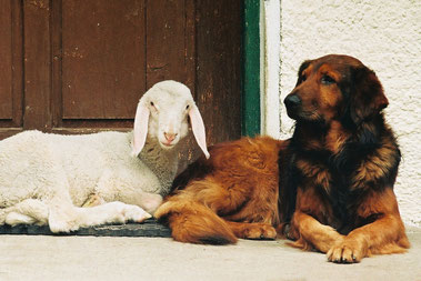 Hund und Lamm am Sturm-Archehof in Heiligenblut