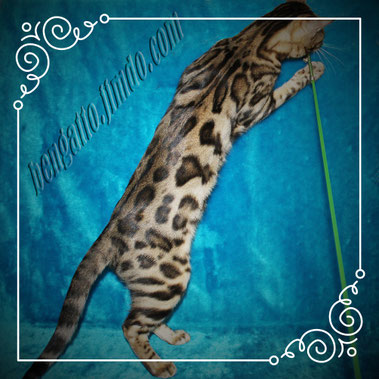 бенгальская кошка