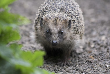 Igel