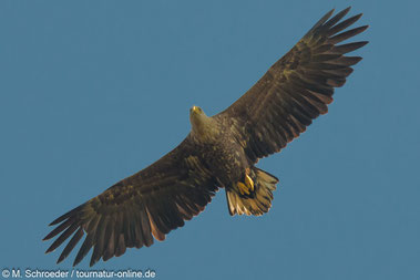 jüngerer Seeadler