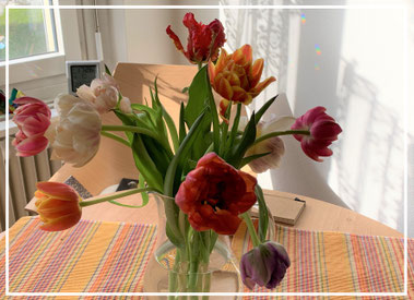 Tulpen©ChristinaBecker