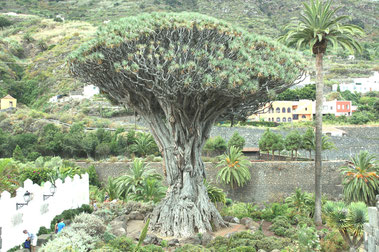 Drachen - oder Schwiegermutterbaum auf Teneriffa