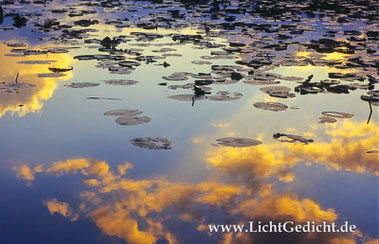 Bild 6: Seerosenblätter (Nymphaea) im Abendlicht, Nikon F 100, Nikkor 2.8/80-200mm, Kodak Elite Chrome 100 Extra Colour