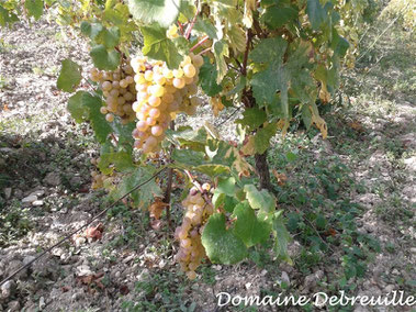 domaine debreuille, tournus, plottes, royer, macon, chalon sur saone, mancey, lugny, vin, vigne, fut, press cask, pressoir,  tonneau, bouteilles, proprietaire recoltant, wine, bourgogne, grape, cepage, aligote, chardonnay, pinot, gamay,